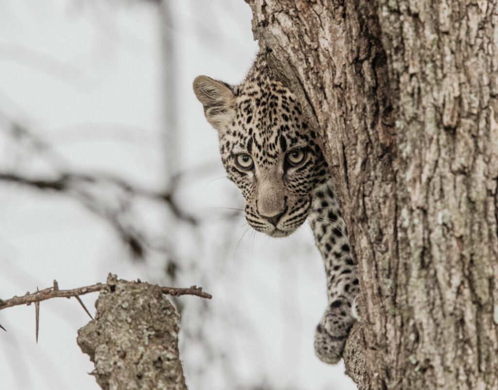 Tanzania wildlife safari and zanzibar