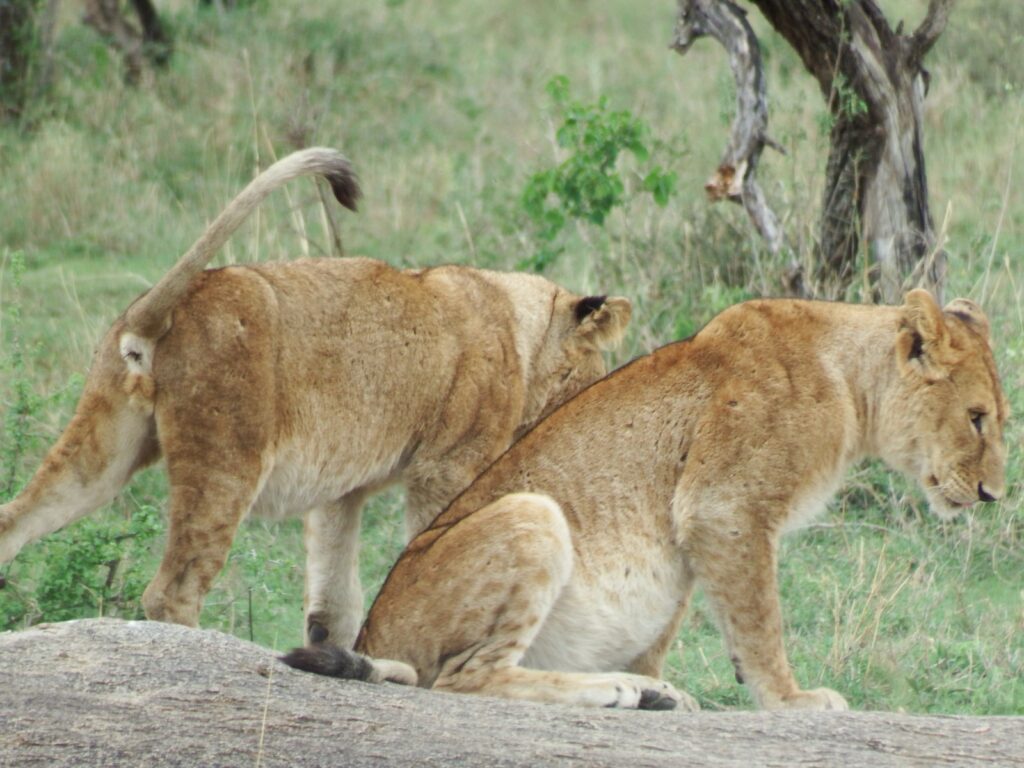 lion safari Tanzania