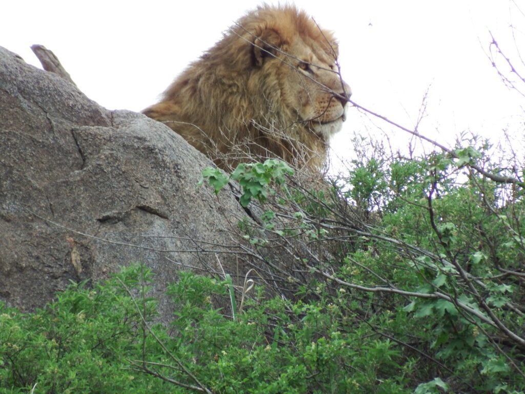 Lion safari Tanzania