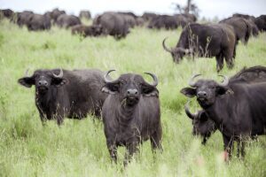 Best Serengeti Safari