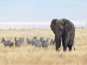 Big Five African Safaris