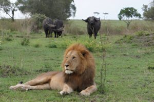Best Serengeti Safari