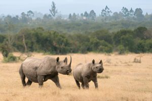 Best Serengeti Safari