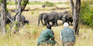 serengeti safari