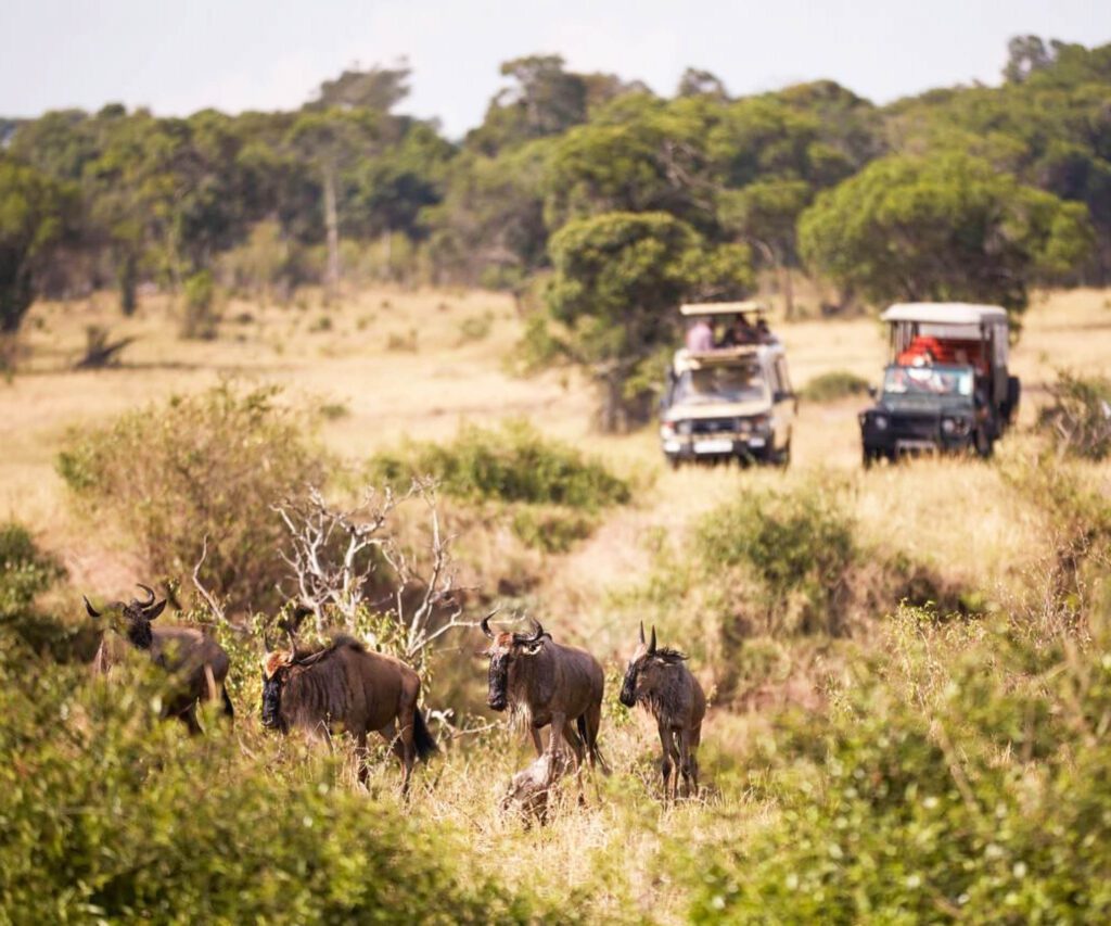 Best Serengeti Safari: