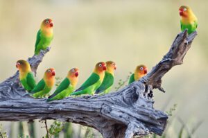 tanzania honeymoon packages