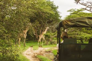african safari tanzania
