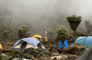 mount kilimanjaro tours