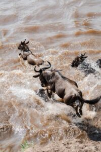 Kenya and Tanzania Safari