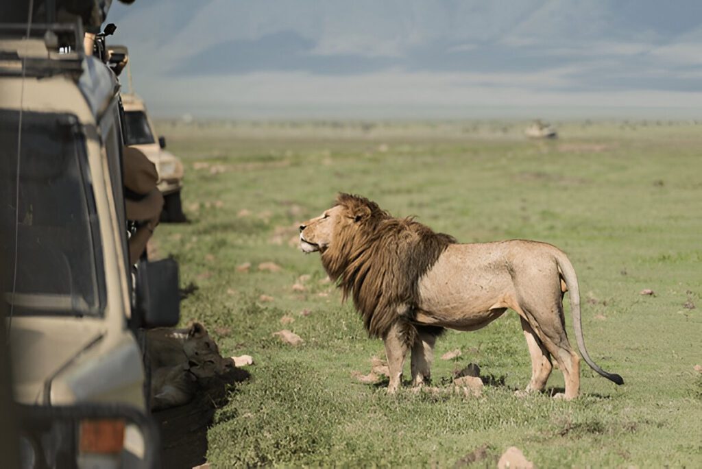 lion safari Tanzania 
