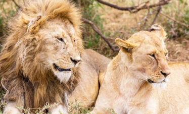 serengeti national park