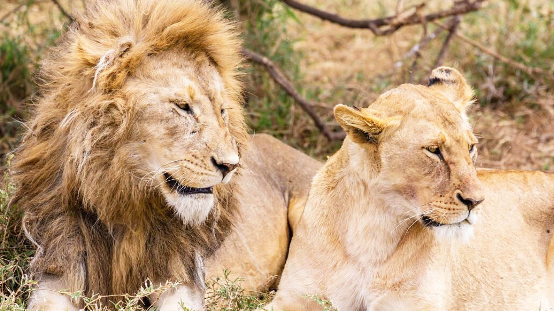 serengeti national park