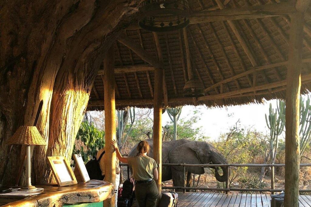 game drive Kenya and Tanzanqia