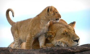 African Safari Tanzania