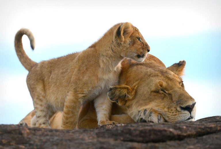 African Safari Tanzania