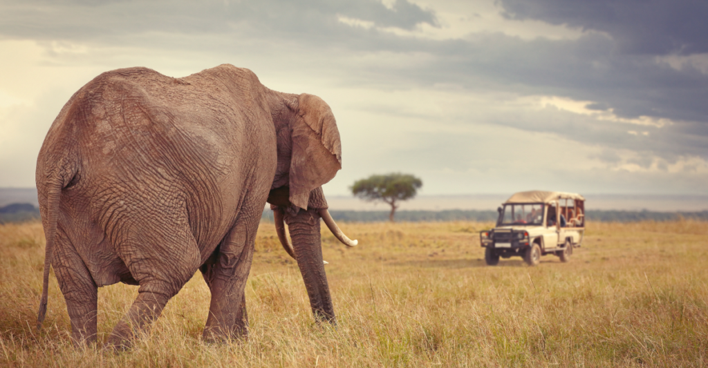 Big Five Safari Tanzania