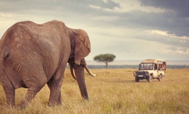 Big Five Safari Tanzania