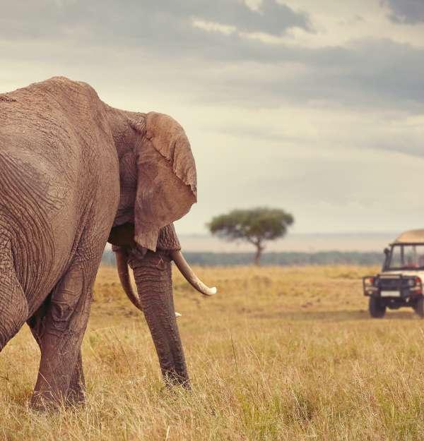 Big Five Safari Tanzania