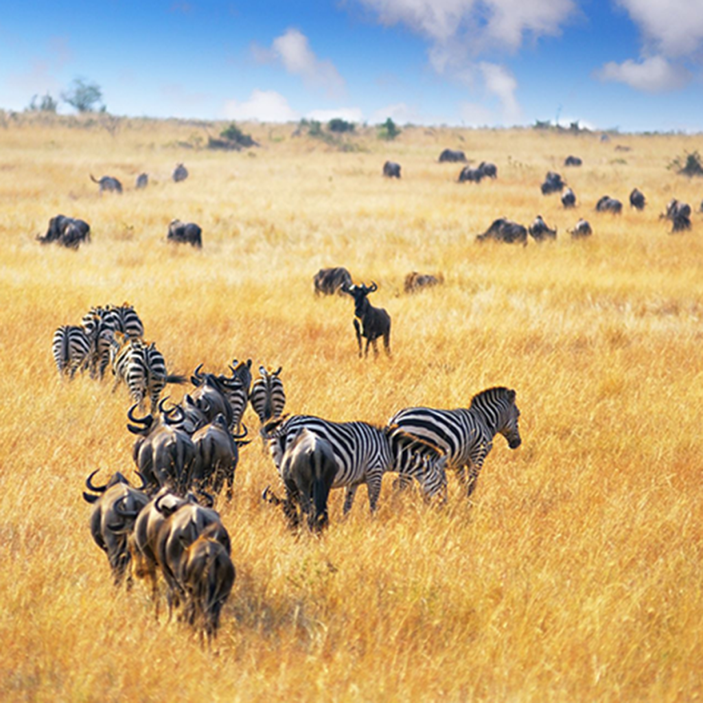 great migration safari