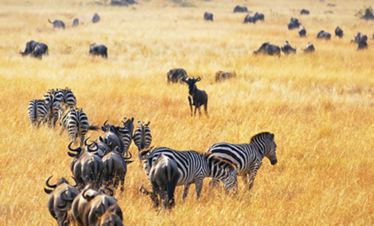 great migration safari