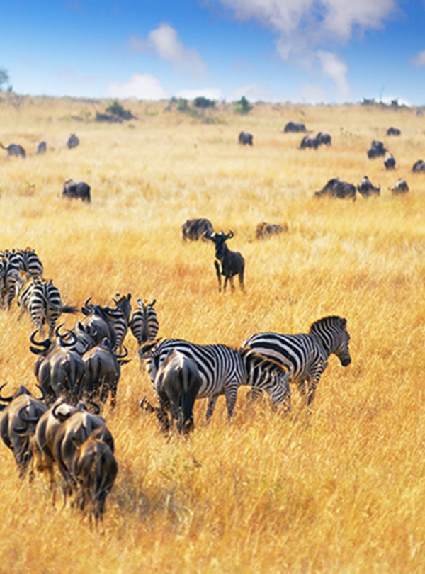 great migration safari