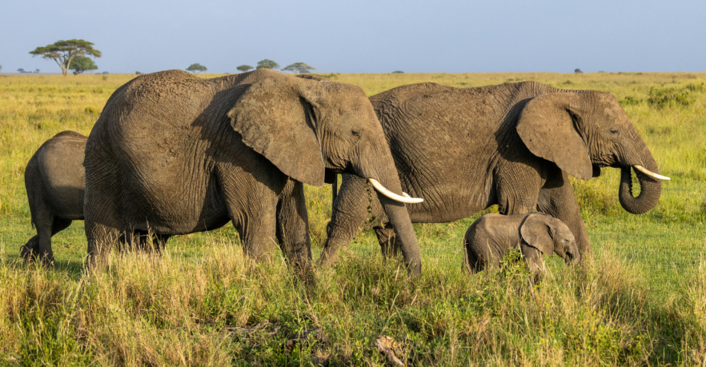 Search for the Big Five Tours