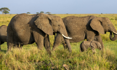 Search for the Big Five Tours