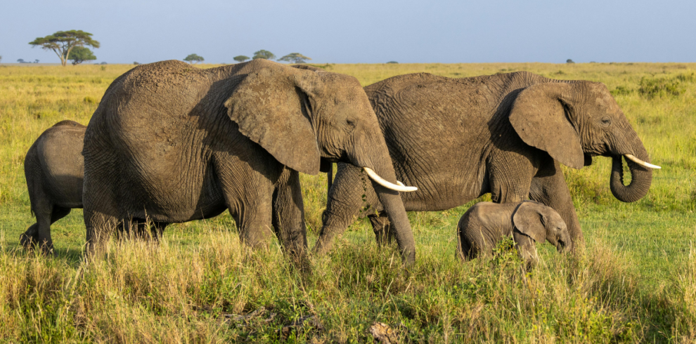 Search for the Big Five Tours