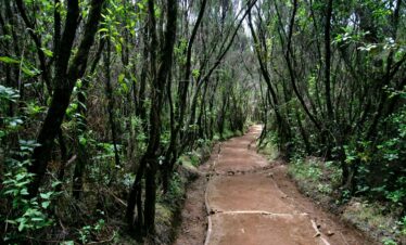 5-day Mount Kilimanjaro trekking adventure via the Marangu Route