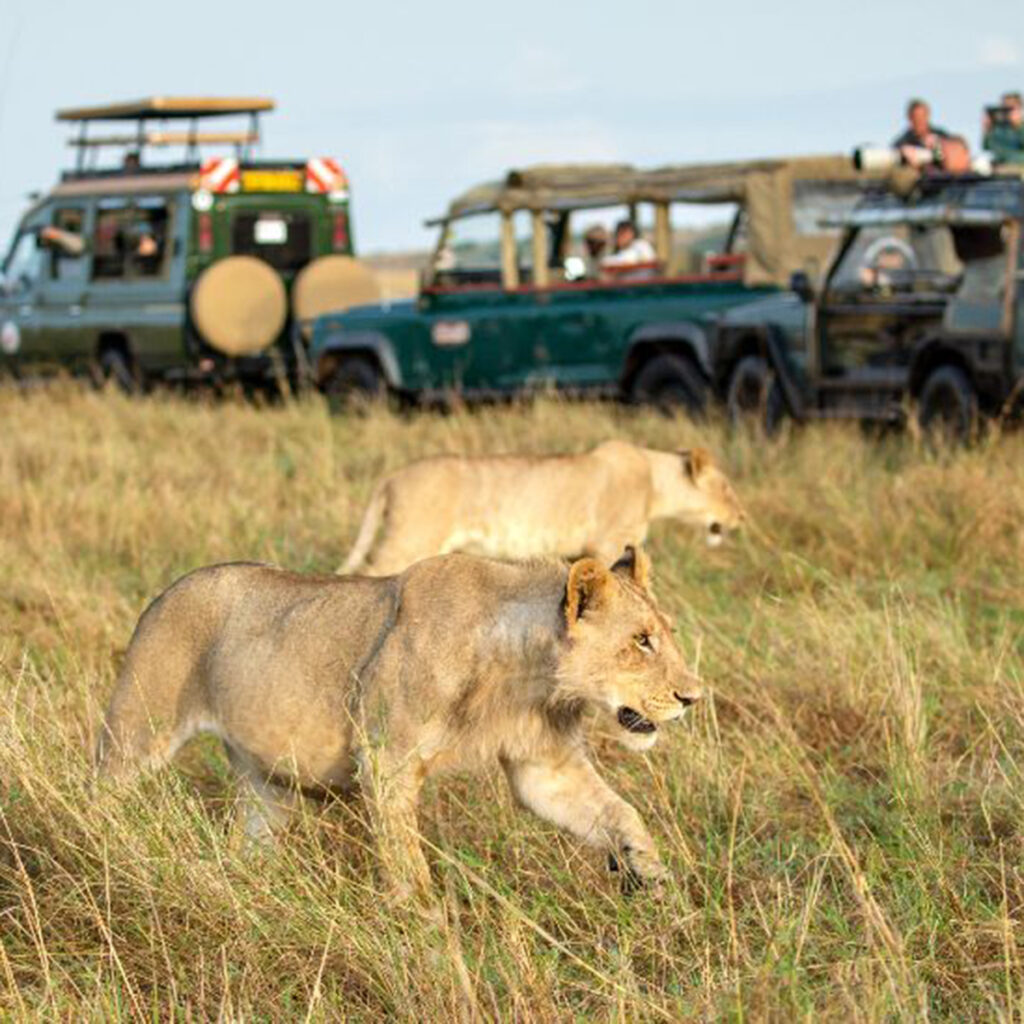great migration safari