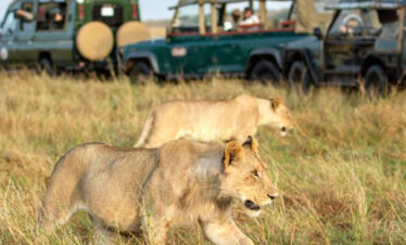 great migration safari