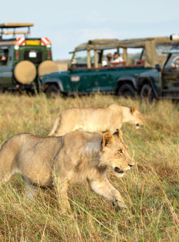 great migration safari
