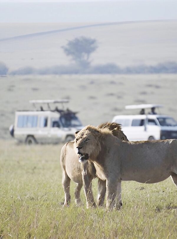 10-day Big Five Africa safari