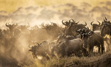 wildebeest migration