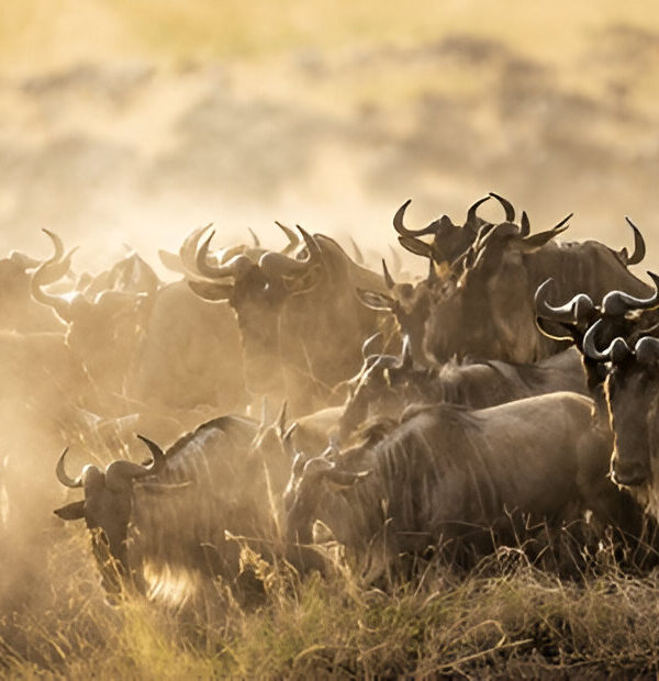 wildebeest migration