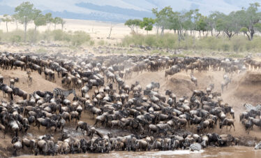 tanzania migration safari