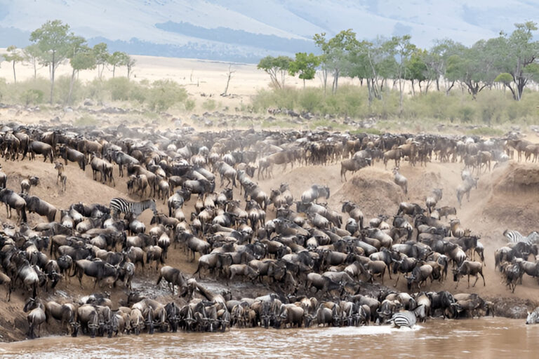 tanzania migration safari
