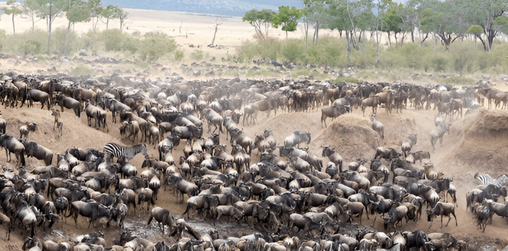 tanzania migration safari