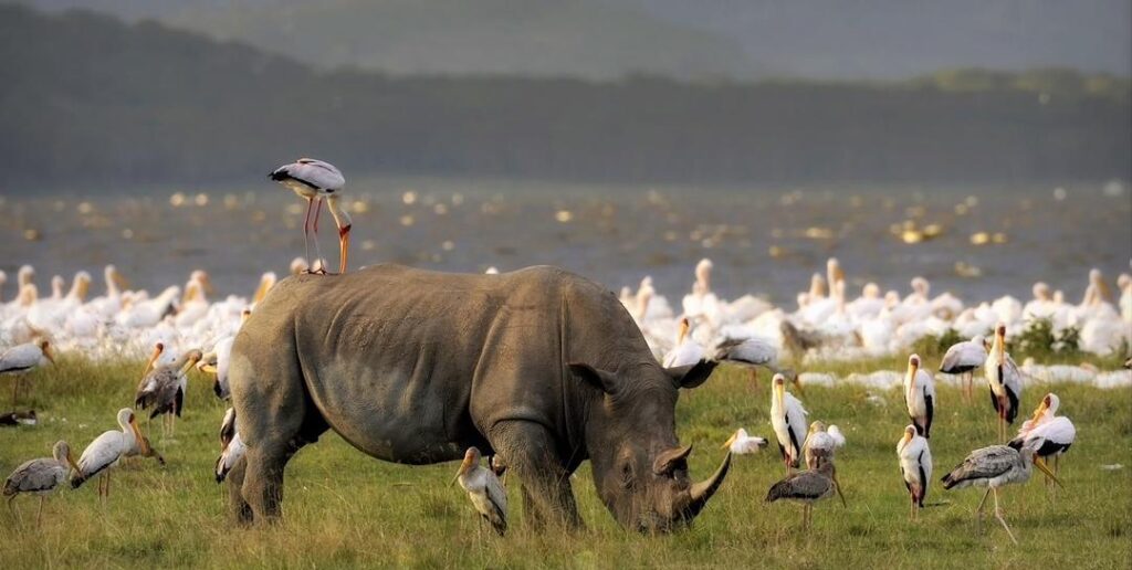 great migration safari