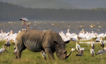great migration safari