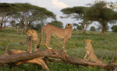 great migration safari