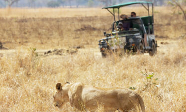 Big Five African Safaris