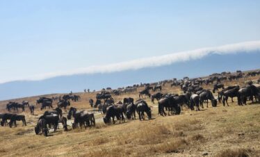 serengeti wildebeest migration