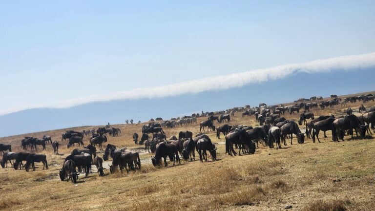 serengeti wildebeest migration