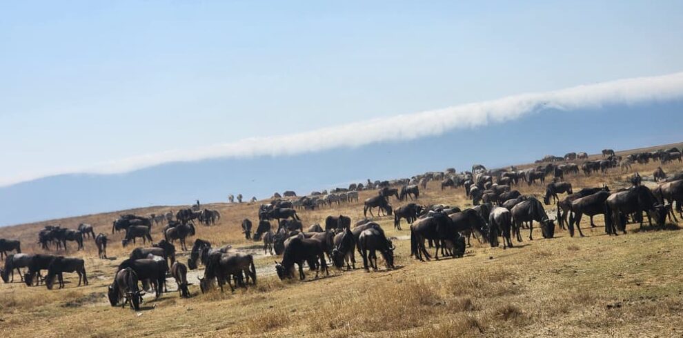 serengeti wildebeest migration