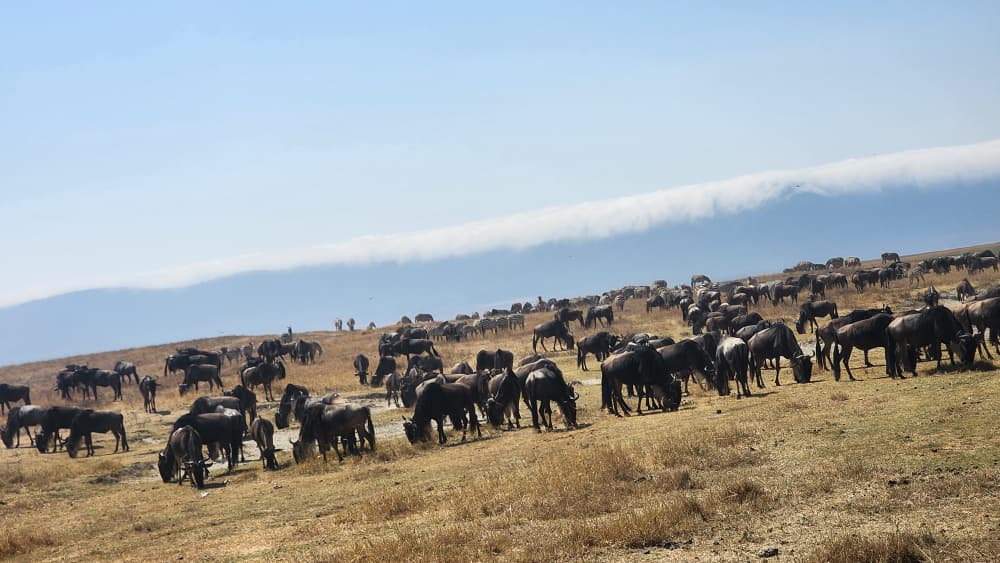 serengeti wildebeest migration