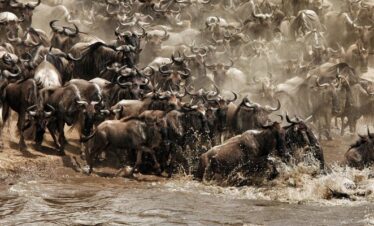 Great Wildebeest Migration Serengeti Safari Tanzania