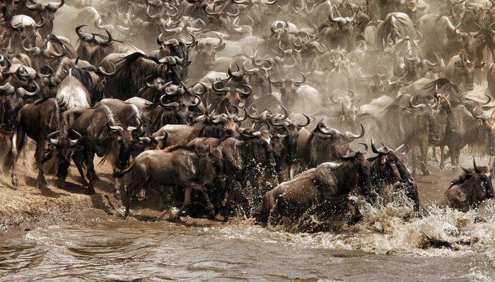 Great Wildebeest Migration Serengeti Safari Tanzania