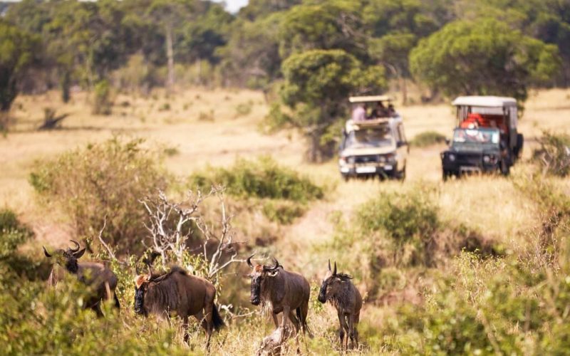 Game Drive Safari in Tanzania & Kenya