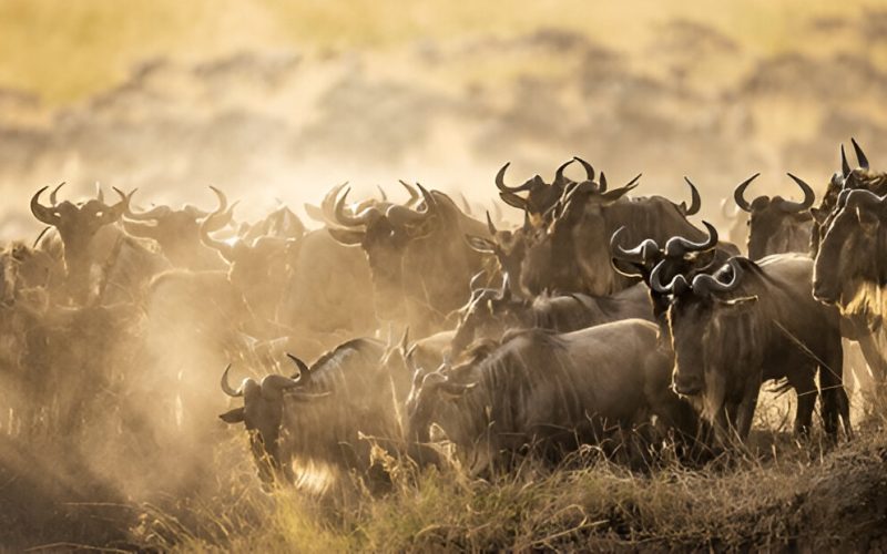 The Great Migration in Tanzania & Kenya